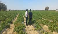 بازدید کارشناس غذا و دارو شرق از حوزه‌های کشاورزی میناب در راستای ارتقای سلامت محصولات